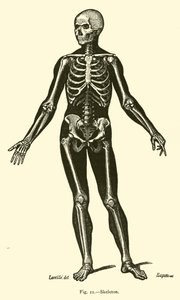 Skeleton by Leveille
